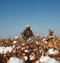 algodón de Xinjiang