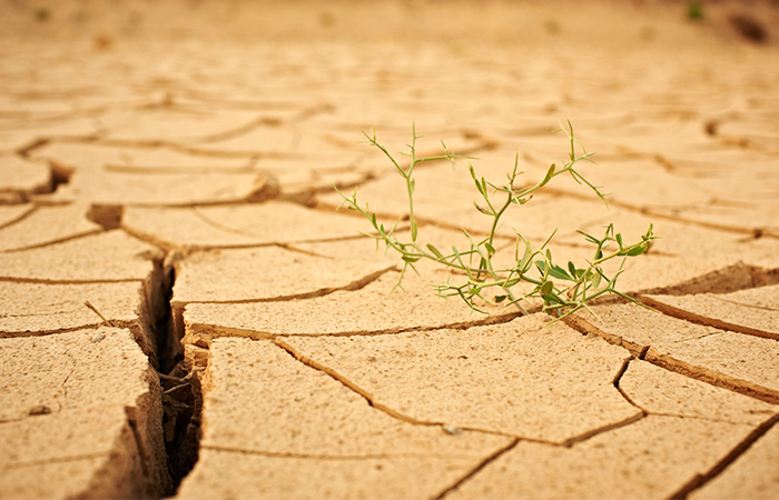 Qué la causa y qué efectos tiene la desertificación