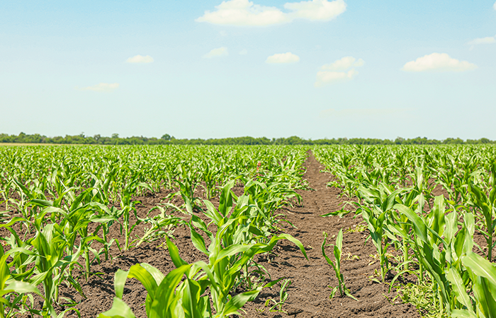 La amenaza del cambio climático para la agroalimentación 