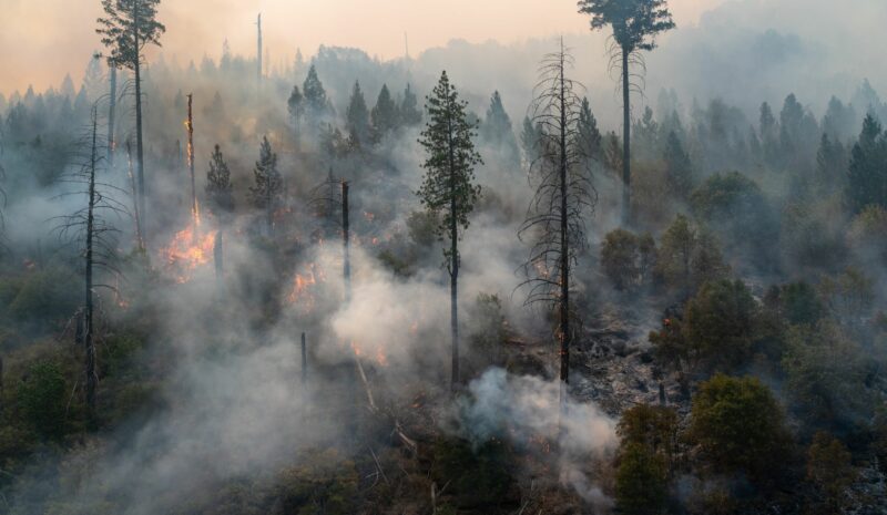 La insostenibilidad de los incendios de los bosques.