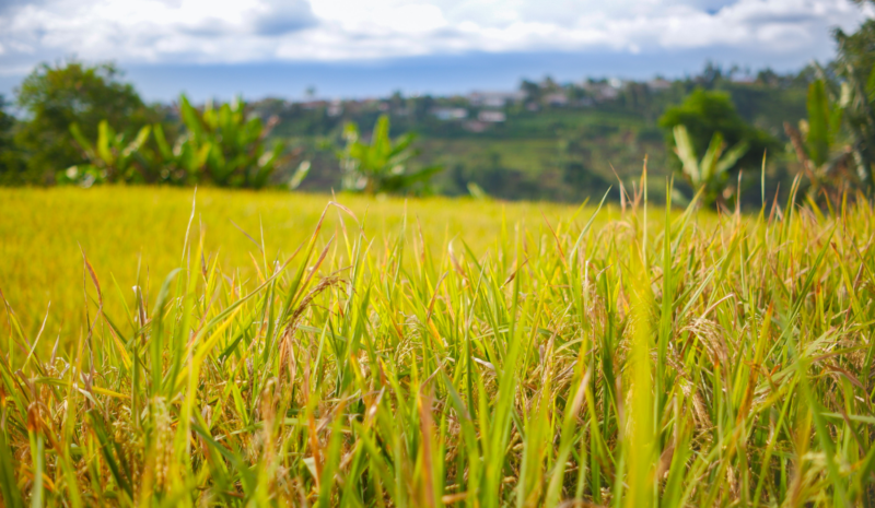 Agricultura ecológica en Europa: evolución y oportunidades.
