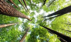 EcoVadis, competitividad y financiación pública para la sostenibilidad empresarial